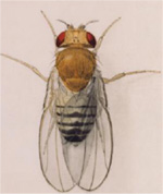 Jeffrey Copeland research