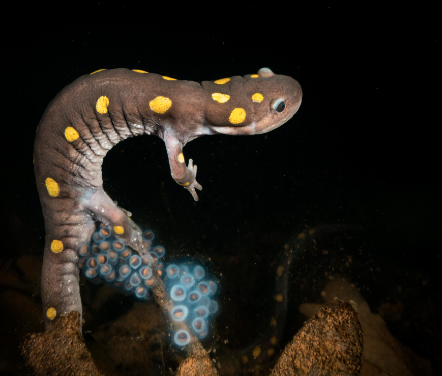 a spotted salamander