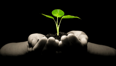 hands holding a young plant
