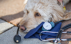 dog with stethoscope