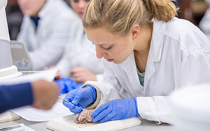 student dissecting a brain