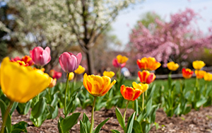 spring flowers on campus