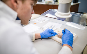 student dissecting a brain